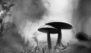 Preview wallpaper mushrooms, blur, moss, macro, black and white