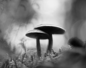 Preview wallpaper mushrooms, blur, moss, macro, black and white