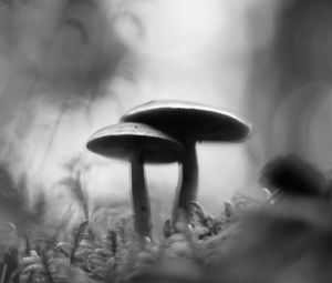 Preview wallpaper mushrooms, blur, moss, macro, black and white