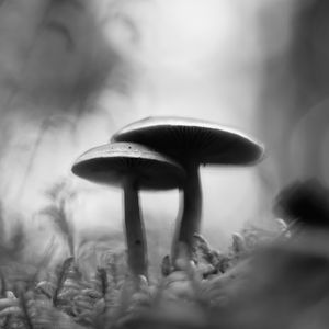 Preview wallpaper mushrooms, blur, moss, macro, black and white