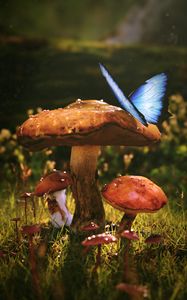 Preview wallpaper mushrooms, butterfly, dew, wet, grass