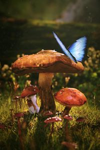 Preview wallpaper mushrooms, butterfly, dew, wet, grass