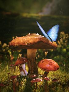 Preview wallpaper mushrooms, butterfly, dew, wet, grass