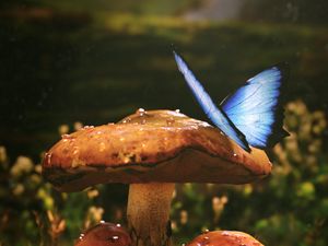 Preview wallpaper mushrooms, butterfly, dew, wet, grass