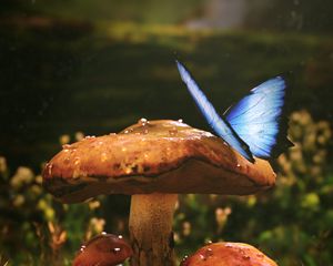 Preview wallpaper mushrooms, butterfly, dew, wet, grass