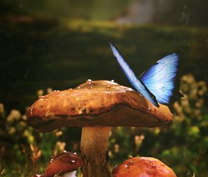 Preview wallpaper mushrooms, butterfly, dew, wet, grass