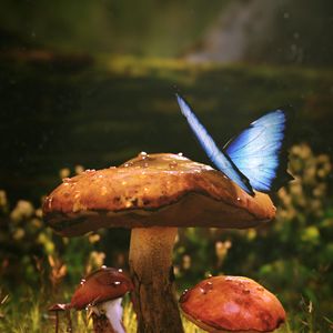 Preview wallpaper mushrooms, butterfly, dew, wet, grass