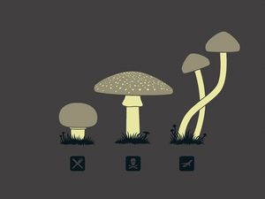 Preview wallpaper mushrooms, drawing, kind