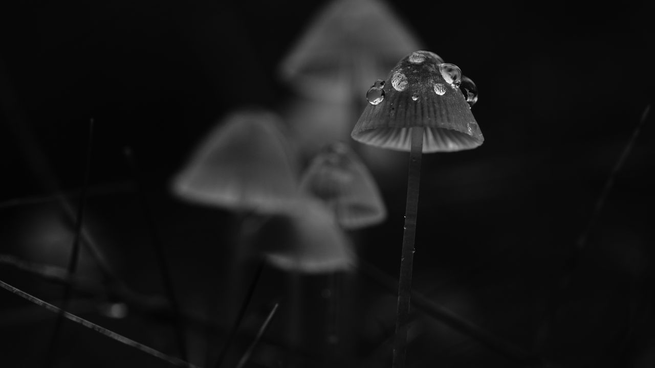 Wallpaper mushrooms, drops, grass, dark, bw