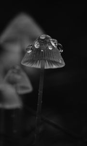 Preview wallpaper mushrooms, drops, grass, dark, bw