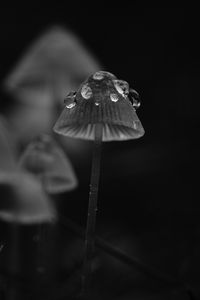 Preview wallpaper mushrooms, drops, grass, dark, bw