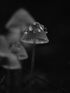 Preview wallpaper mushrooms, drops, grass, dark, bw