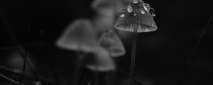 Preview wallpaper mushrooms, drops, grass, dark, bw