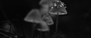 Preview wallpaper mushrooms, drops, grass, dark, bw