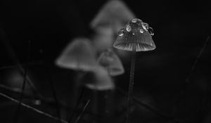 Preview wallpaper mushrooms, drops, grass, dark, bw