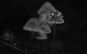 Preview wallpaper mushrooms, drops, grass, dark, bw
