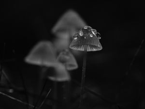 Preview wallpaper mushrooms, drops, grass, dark, bw