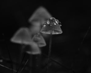 Preview wallpaper mushrooms, drops, grass, dark, bw