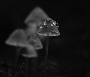 Preview wallpaper mushrooms, drops, grass, dark, bw
