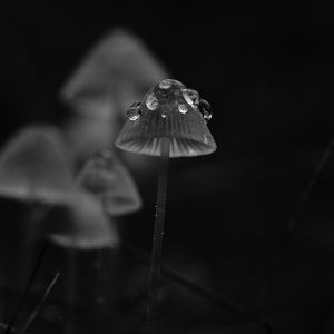 Preview wallpaper mushrooms, drops, grass, dark, bw