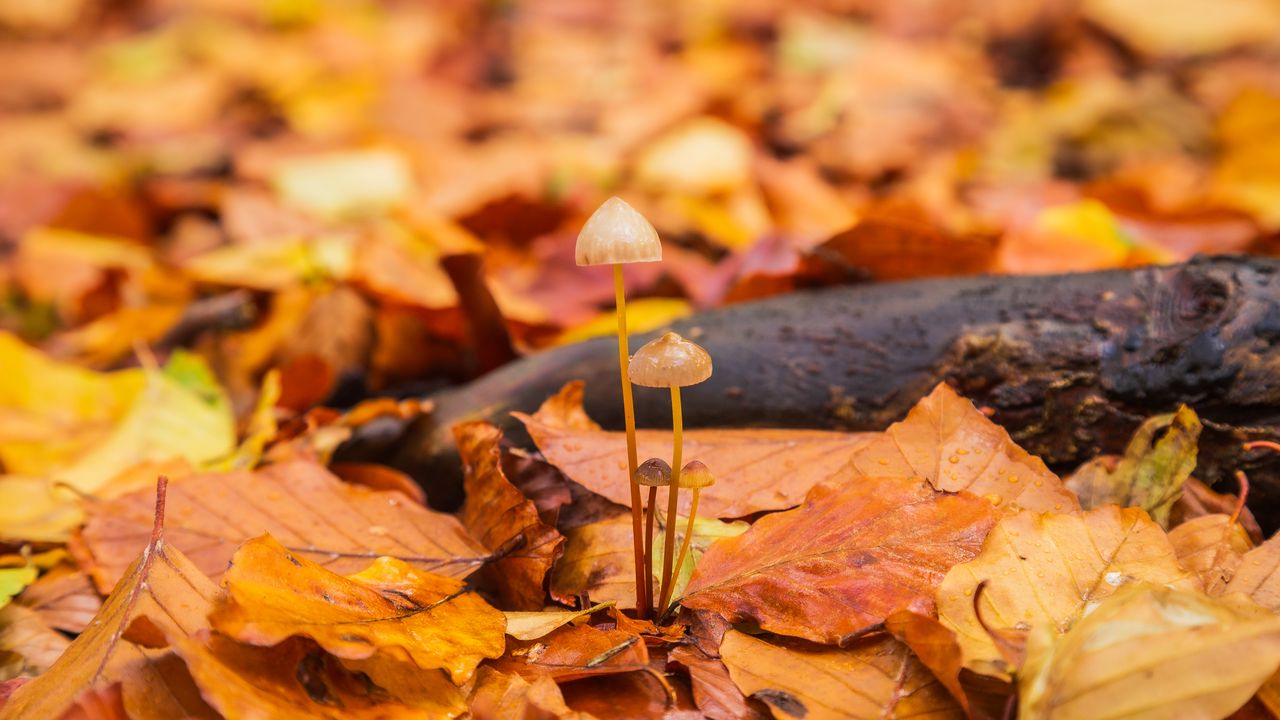 Wallpaper mushrooms, fallen leaves, autumn, macro