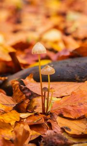 Preview wallpaper mushrooms, fallen leaves, autumn, macro