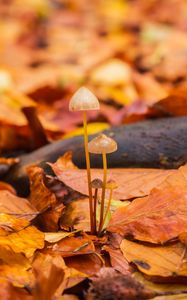 Preview wallpaper mushrooms, fallen leaves, autumn, macro