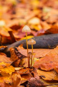 Preview wallpaper mushrooms, fallen leaves, autumn, macro