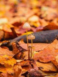 Preview wallpaper mushrooms, fallen leaves, autumn, macro