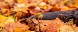 Preview wallpaper mushrooms, fallen leaves, autumn, macro