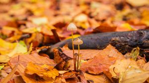 Preview wallpaper mushrooms, fallen leaves, autumn, macro