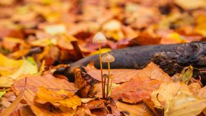 Preview wallpaper mushrooms, fallen leaves, autumn, macro