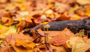 Preview wallpaper mushrooms, fallen leaves, autumn, macro