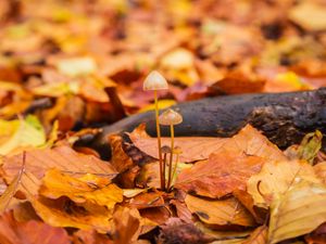 Preview wallpaper mushrooms, fallen leaves, autumn, macro