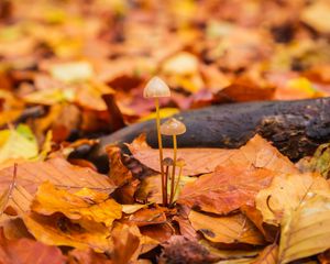 Preview wallpaper mushrooms, fallen leaves, autumn, macro