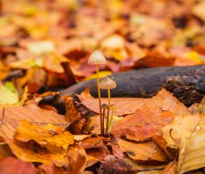 Preview wallpaper mushrooms, fallen leaves, autumn, macro