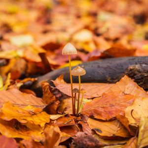 Preview wallpaper mushrooms, fallen leaves, autumn, macro