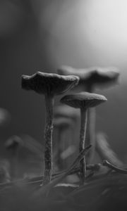 Preview wallpaper mushrooms, fog, blur, black and white