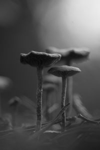 Preview wallpaper mushrooms, fog, blur, black and white