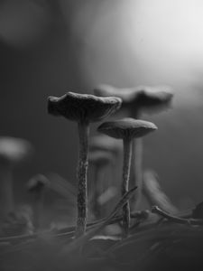 Preview wallpaper mushrooms, fog, blur, black and white