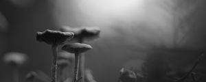 Preview wallpaper mushrooms, fog, blur, black and white