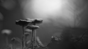 Preview wallpaper mushrooms, fog, blur, black and white