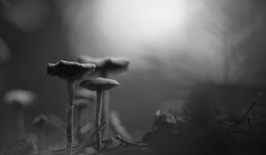 Preview wallpaper mushrooms, fog, blur, black and white