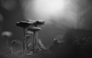 Preview wallpaper mushrooms, fog, blur, black and white