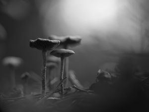 Preview wallpaper mushrooms, fog, blur, black and white