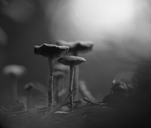 Preview wallpaper mushrooms, fog, blur, black and white