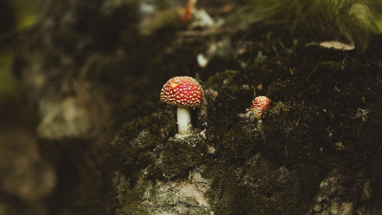 Wallpaper mushrooms, forest, stump, macro