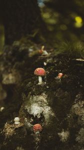 Preview wallpaper mushrooms, forest, stump, macro