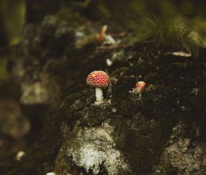 Preview wallpaper mushrooms, forest, stump, macro