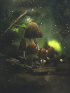 Preview wallpaper mushrooms, glare, macro, wet